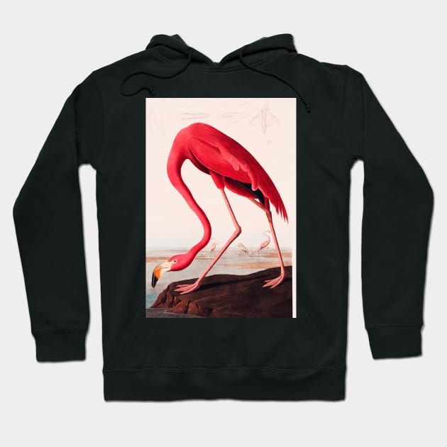 Bird of America  Bird, bird lover, america, beautiful  Public domain painting by John James Audubon Hoodie by RosMir